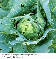 cabbage worm2
